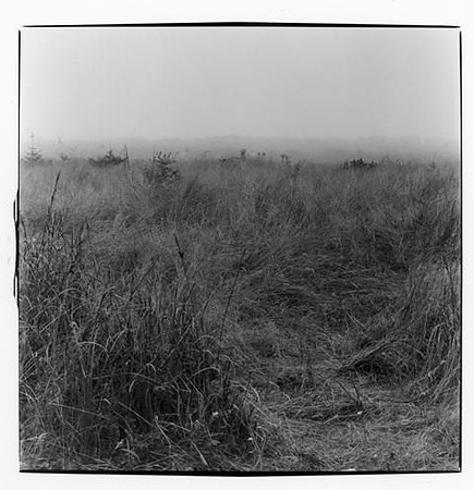Beach Grass