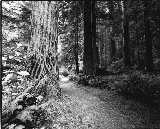 Path