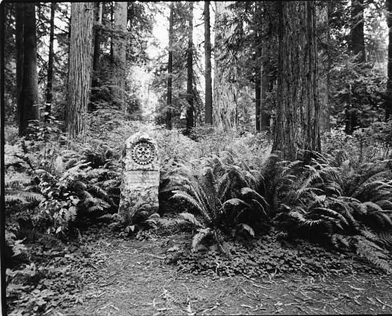 Rotary Grove
