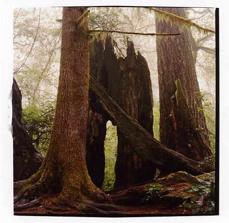 La Foret